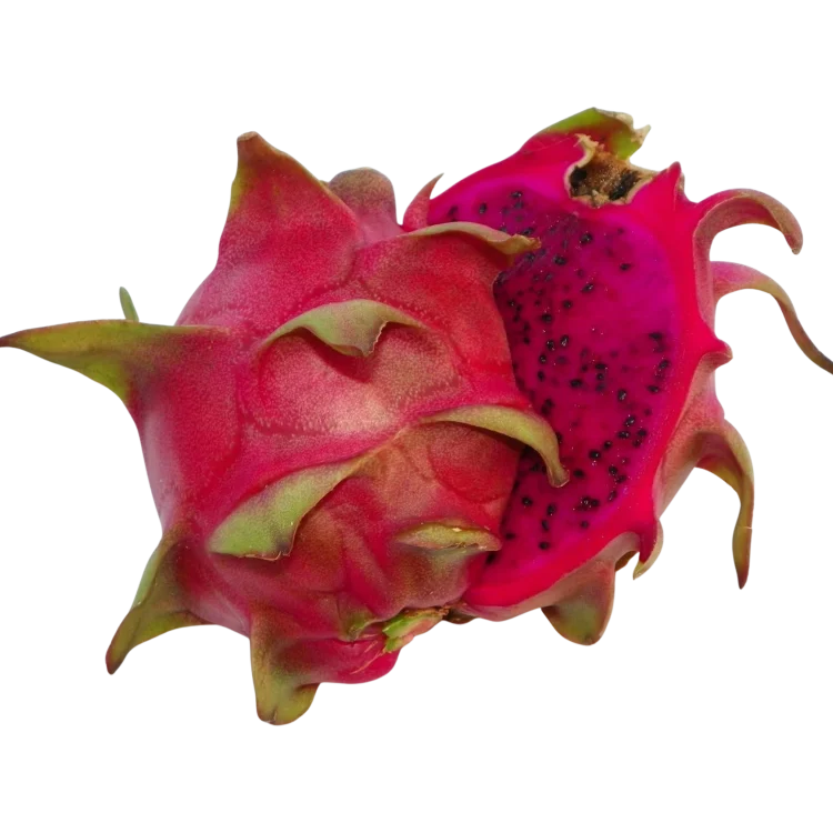 Sidai_ValleyMorrocan_Red_Cross_Section